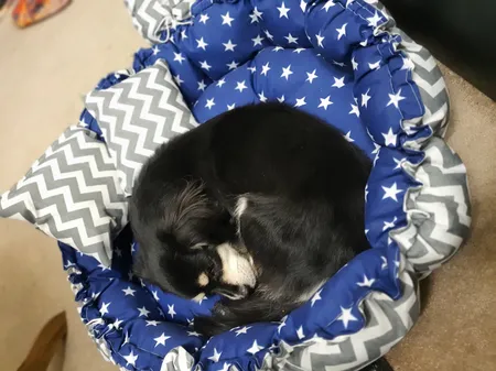 جای خواب سگ و گربه مدل mypet367