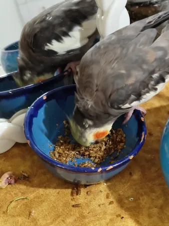 غذای تشویقی عروس هلندی ولکانو میلورم کد MWC60 وزن 60 گرم