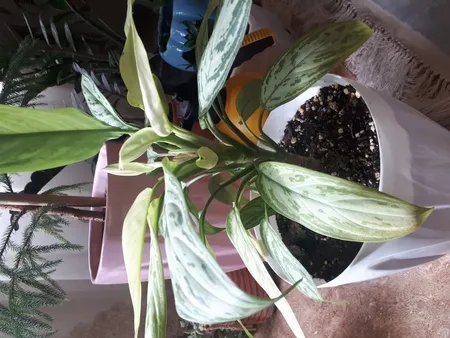 خاک پیت ماس آنتیک خاک مدل 20Ltr وزن 10 کیلوگرم