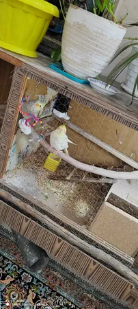 اسباب بازی پرندگان کدAL108