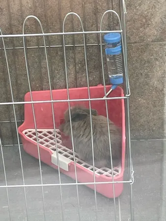 پارک سگ کد 01