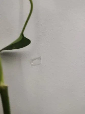 قیم بند مدل گیره جادویی بسته 30 عددی