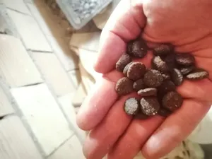 تجریه خرید غذای خشک سگ نوتری پت مدل Adult 21 Percent PROBIOTICS وزن 15 کیلوگرم