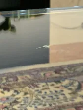 تجریه خرید میز جلو مبلی شیشه خم اطلس 12 میل طول 110 سانتی متر