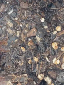 بذر سبزی خوراکی بذر طلایی برتر کد P-S-BZT-08 مجموعه 8 عددی