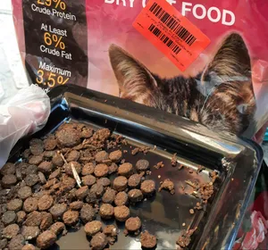 تجریه خرید غذای خشک گربه نوتری پت مدل Adult MODIFIED FORMULA وزن 2 کیلوگرم