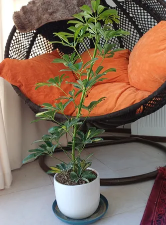 گل طبیعی شفلرا ابلغ تافکو کد 2026