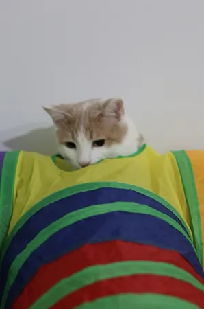 اسباب بازی سگ و گربه مدل تونل سه شاخه حفره