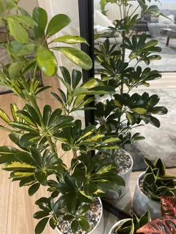 گل طبیعی شفلرا ابلغ تافکو کد 2026