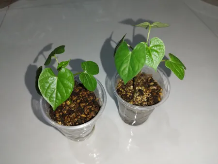 بذر گل نیلوفر رونده الوان گلبرگ پامچال کد GPF-093