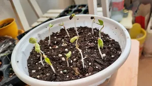 تجریه خرید بذر گل نیلوفر رونده الوان آذر سبزینه مدل A138