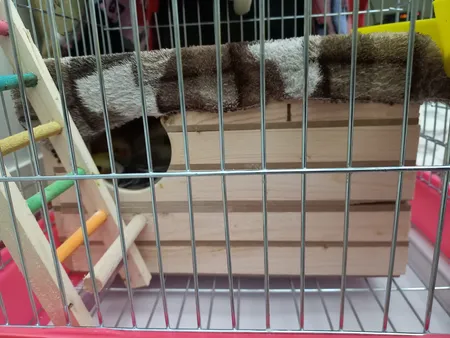 لانه پرنده مدل عروس هلندی درب کشویی طرح چوبی