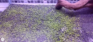 تجریه خرید بذر چمن مونت کارلو وانیا سید مدل V52