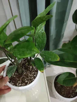 گیاه طبیعی زاموفیلیا گرین لایف مدل P1003