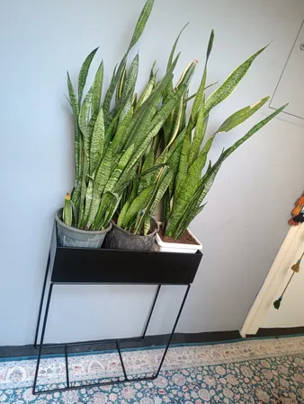 استند گلدان مدل پلنت باکس