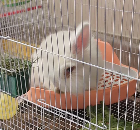 توالت خرگوش مدل 1033