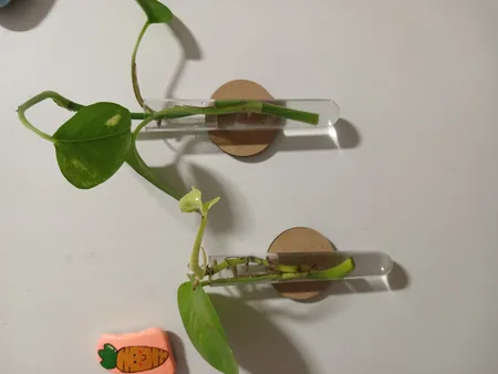 لوله آزمایشگاهی مدل گاما شفاف بسته 10 عددی