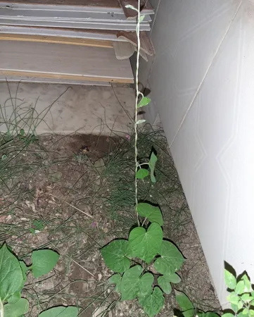 بذر گل نیلوفر رونده الوان آذر سبزینه مدل A138