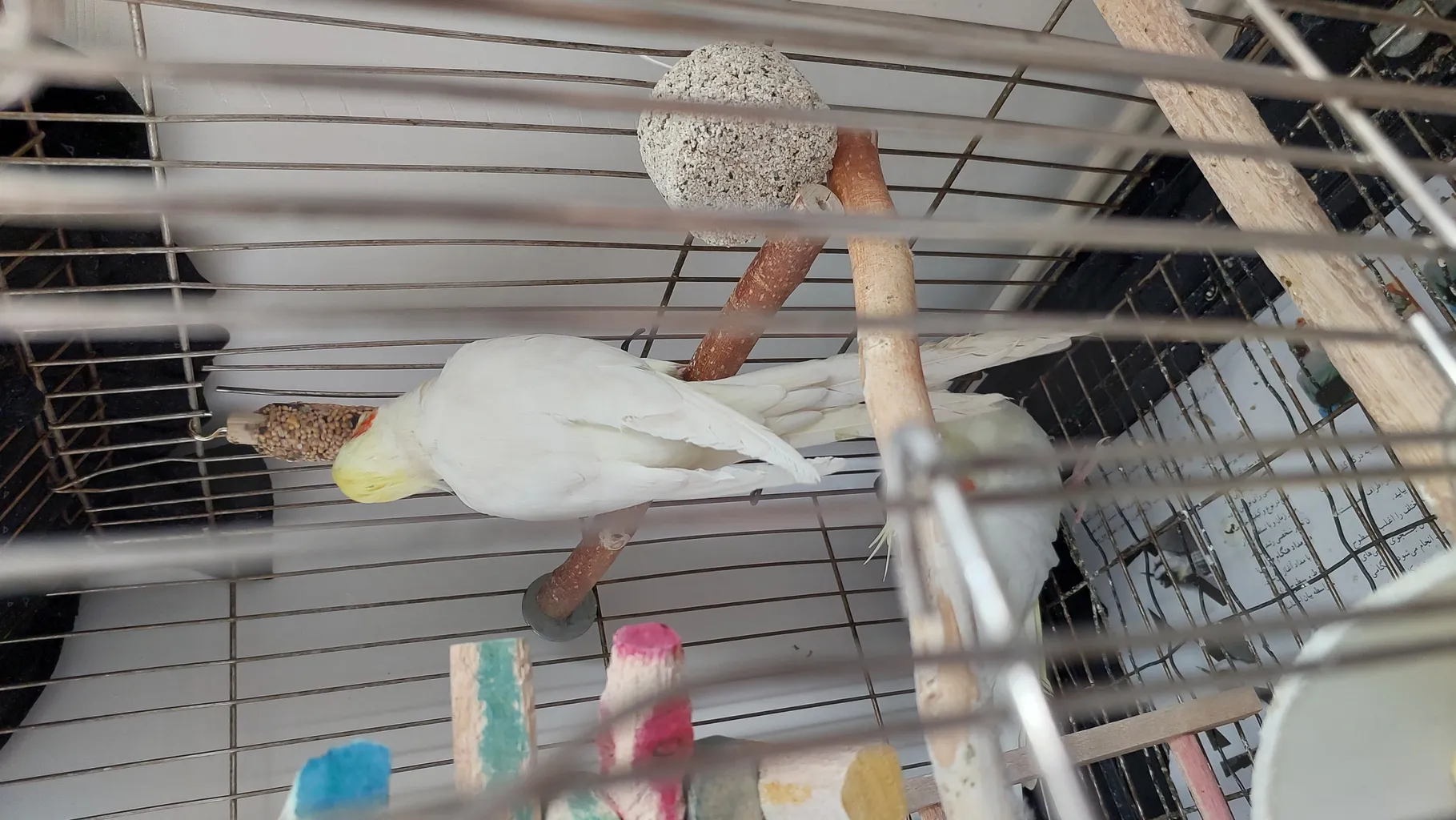 تشویقی طوطی هپی برد مدل استیک پرستیژ وزن 60 گرم