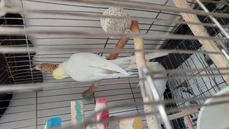 تشویقی طوطی هپی برد مدل استیک پرستیژ وزن 60 گرم