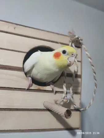 لانه پرنده مدل عروس هلندی درب کشویی طرح چوبی