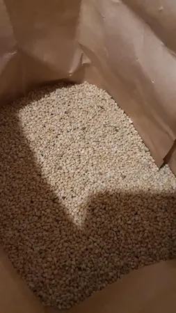 ارزن مخصوص طوطی سانان چیگو کد A1 وزن 1 کیلوگرم