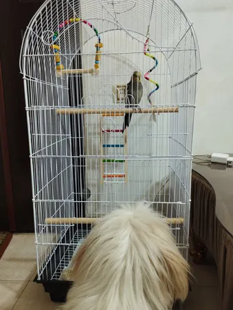 قفس عروس هلندی مدل 1034