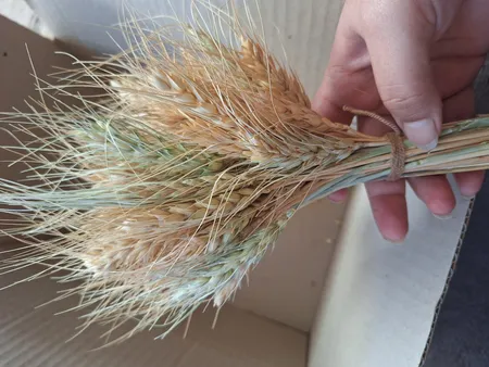 دسته گل خشک مدل خوشه گندم کد 20