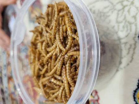 غذای تشویقی عروس هلندی ولکانو میلورم کد MWC60 وزن 60 گرم