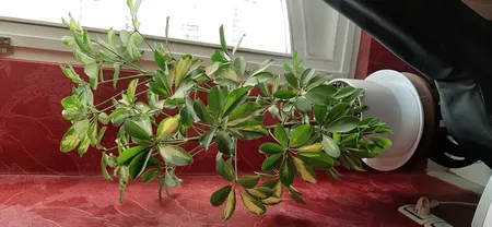 گل طبیعی شفلرا ابلغ تافکو کد 2026