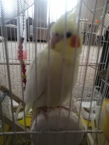 تجریه خرید سنگ کلسیم پرنده زوریچ کد 0112 وزن 80 گرم