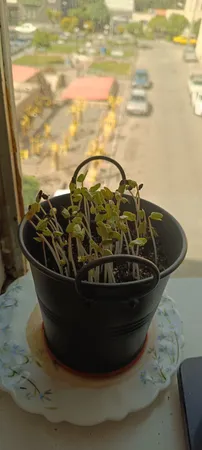 بذر گل نیلوفر رونده الوان گلبرگ پامچال کد GPF-093