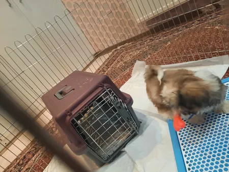 پارک سگ کد 01