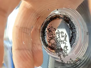 تجریه خرید تخم شربتی ضامن - 150 گرم