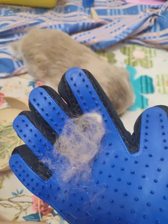 دستکش پرزگیر سگ و گربه کد 5Finger-B