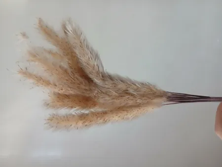 گل خشک مدل دم روباهی 10_4