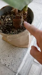 گیاه طبیعی یوکا پیوندی کد P.A.014