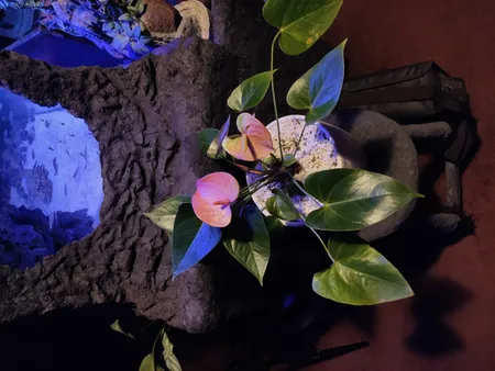 گل طبیعی انتوریوم تافکو مدل صورتی