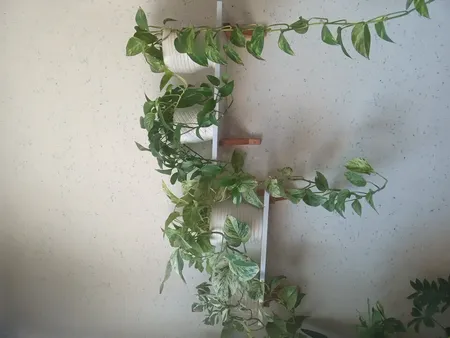 شلف دیواری سنجاب وود مدل sw14