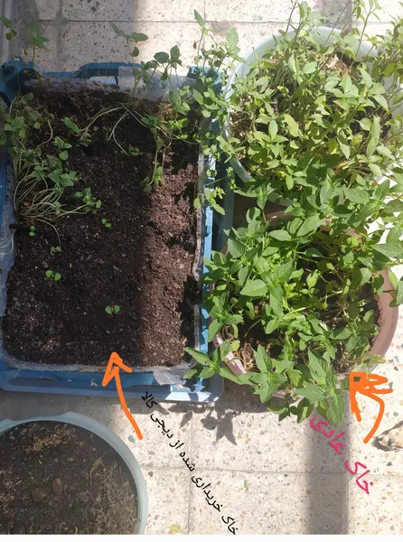 عکس ارسالی خریدار