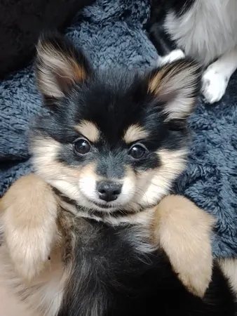 چاقوی سفری جگوار مدل x52