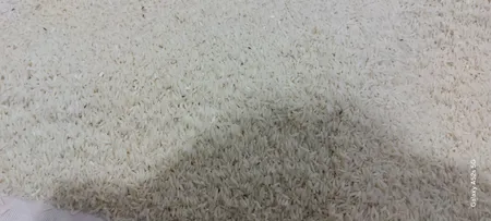 برنج طارم عطری ممتاز مازندران - 10 کیلوگرم