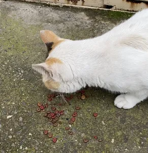 تجریه خرید غذای خشک گربه مفید مدل Chiken&Beef وزن 500 گرم