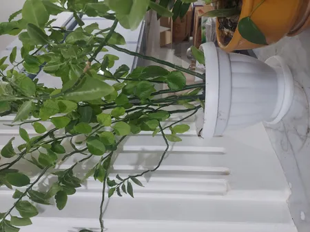 گلدان مدل آزالیا کد 525