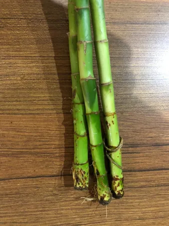 گیاه طبیعی بامبو مدل D-16