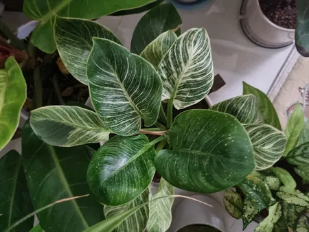 کوکوپیت و پیت ماس رویش مدل CC-MAS-3k کد Pack-01 مجموعه 3 عددی