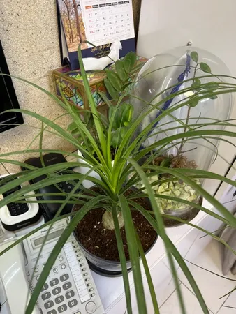 گیاه طبیعی لیندا مدل P-02