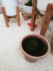 تجریه خرید بذر آویشن باغی گیلدا کد 170