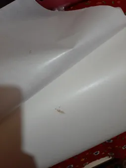 کاغذ شیرینی پزی مدل Behgaz بسته 20 عددی