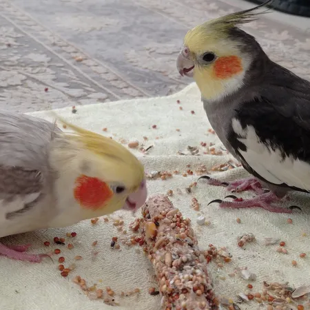 استیک تشویقی طوطی سانان مدل my bird وزن 60 گرم